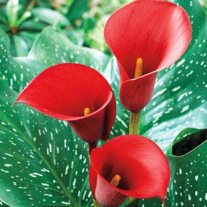 Calla Flower Seeds Red – Heirloom, Non-GMO, High Germination Organic Garden Seeds