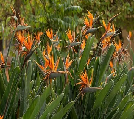 Strelitzia Reginae Flower Seeds – Heirloom, Non-GMO, High Germination Organic Garden Seeds