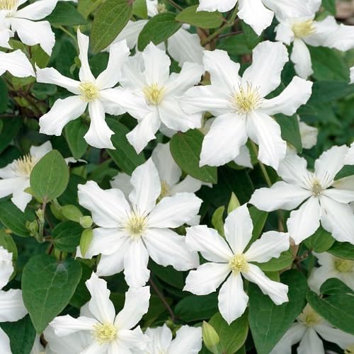 Clematis Flower Seeds White Heirloom Non-GMO High Germination Organic Garden Seeds for Planting