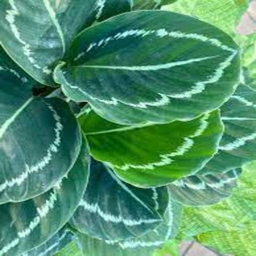 calatheagreenpaleyellowheirloomnongmo flower seeds