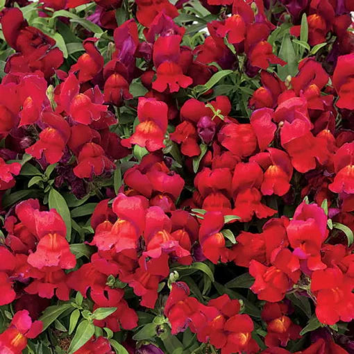 red red flower seeds