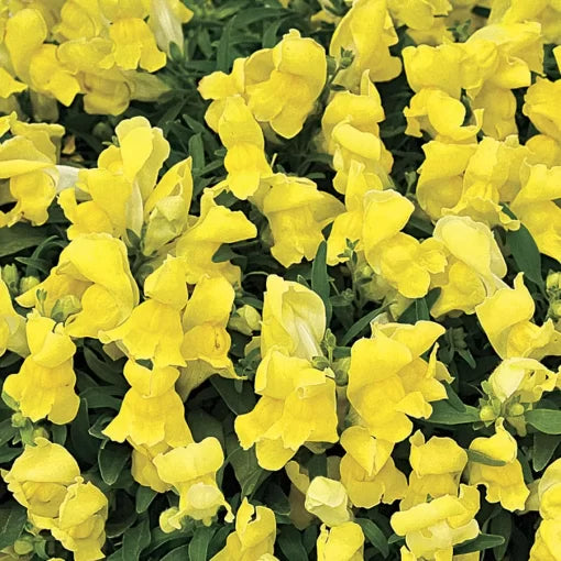 yellow yellow flower seeds