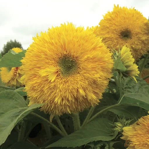 hybrid sunflower flower seeds