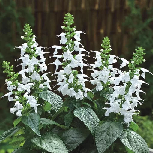 white white flower seeds
