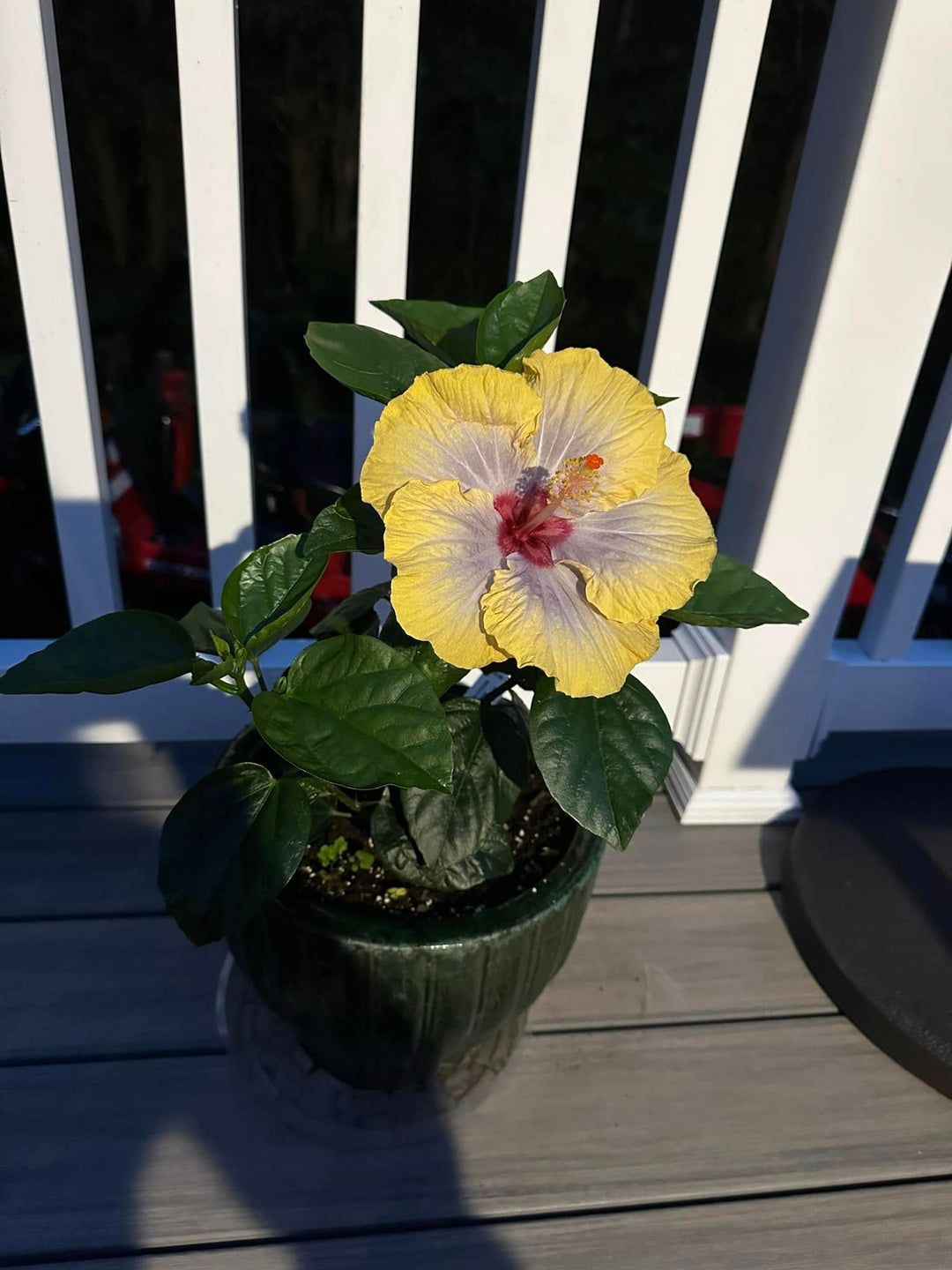 Semillas de flor de hibisco gris y amarillo – Cimarrón, sin OMG, semillas de alta germinación