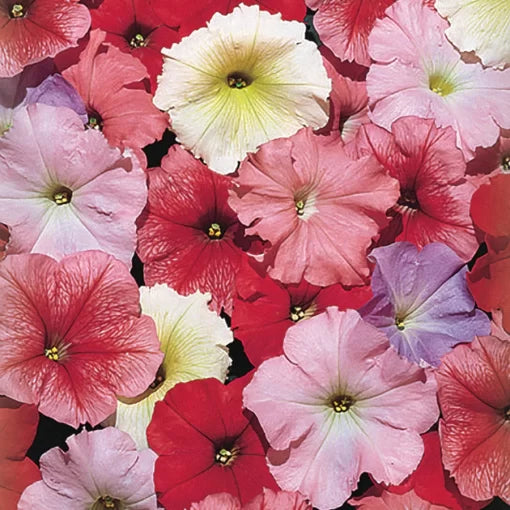 desert sky flower seeds
