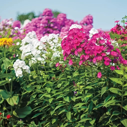 bee s flower seeds
