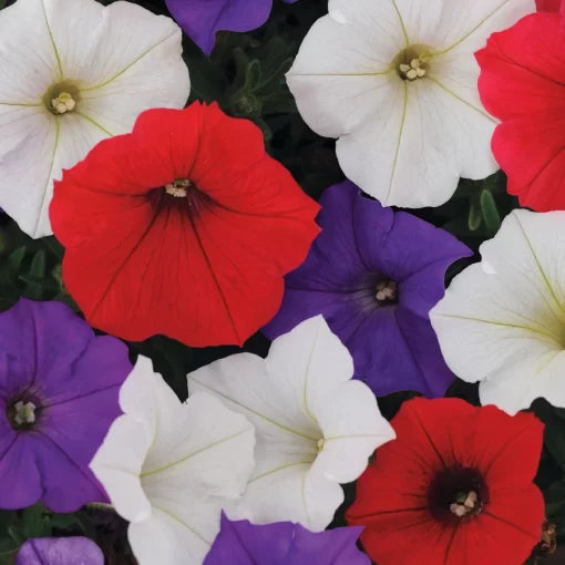 volt mix flower seeds