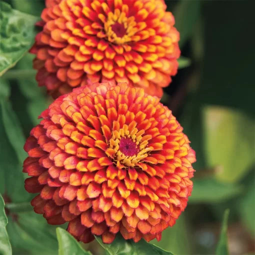 crouching tiger flower seeds