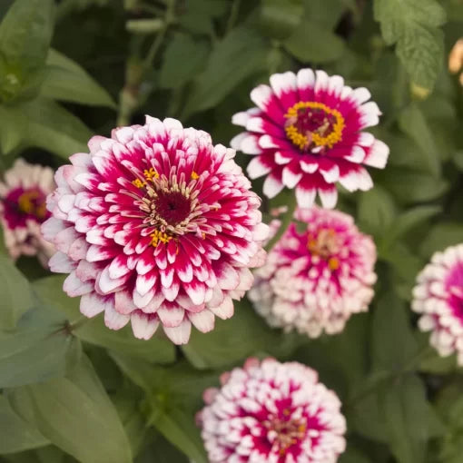 hidden dragon flower seeds