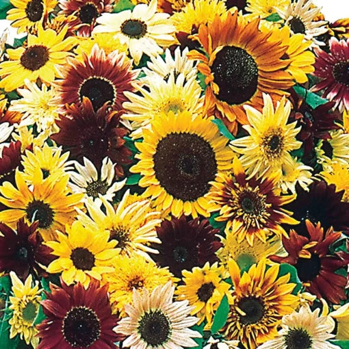 monet palette flower seeds