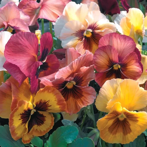 peach peach flower seeds