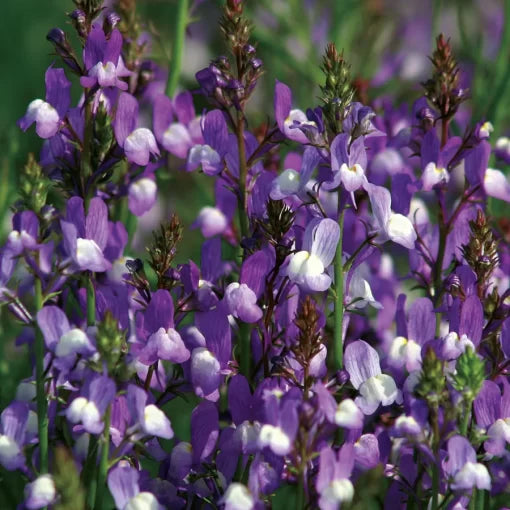 blue licilia flower seeds