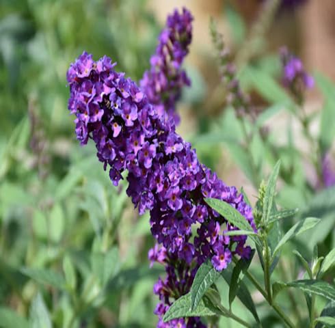 Violet Buddleja Flower Seeds – Heirloom Non-GMO High Germination Organic Garden Seeds