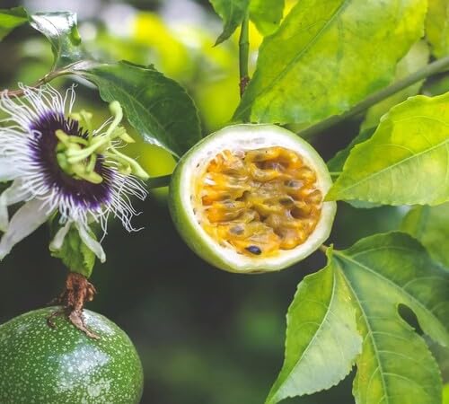 Green Passion Seeds Heirloom Non-GMO High Germination Organic Garden Seeds for Planting