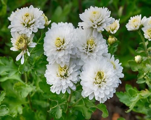 Zinnia Flower Seeds – Heirloom Non-GMO High Germination Organic Garden Seeds