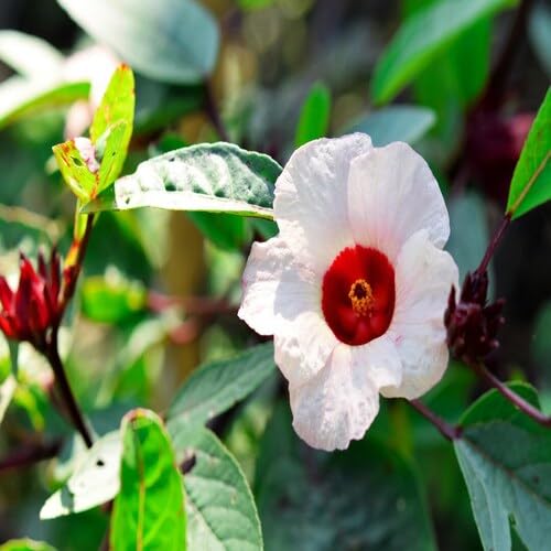 White Roselle Flower Seeds Heirloom Non-GMO High Germination Organic Garden Seeds for Planting