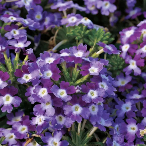 purple purple flower seeds