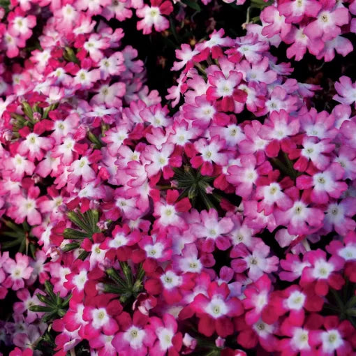 red red flower seeds