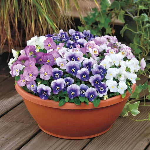 spring fling flower seeds