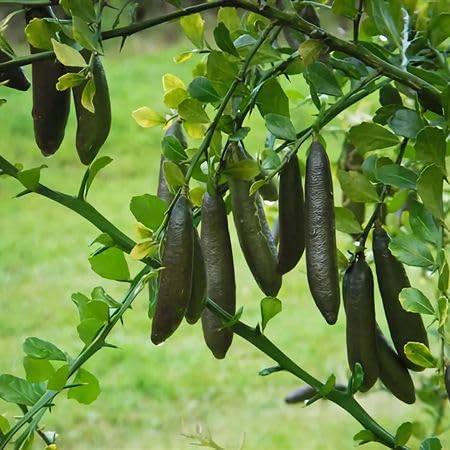 Black Finger Lime Seeds – Heirloom, Non-GMO, High Germination Organic Garden Seeds