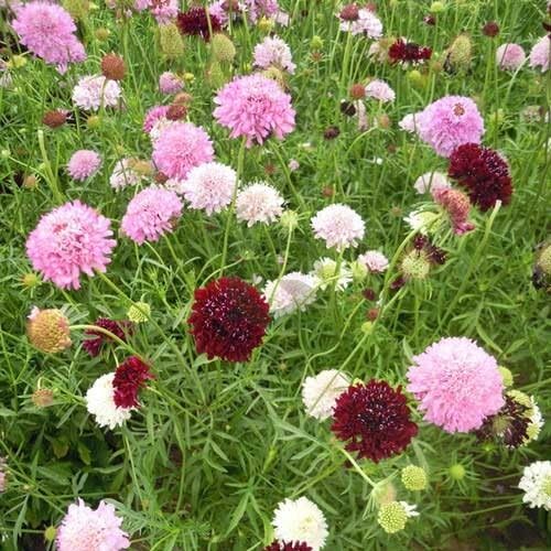 Mixed Scabious Flower Seeds for Planting – Heirloom, Non-GMO High Germination Organic Garden Seeds