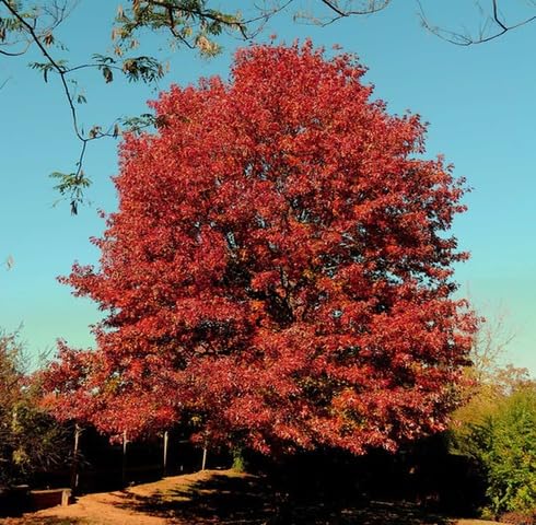 red oak flower seeds