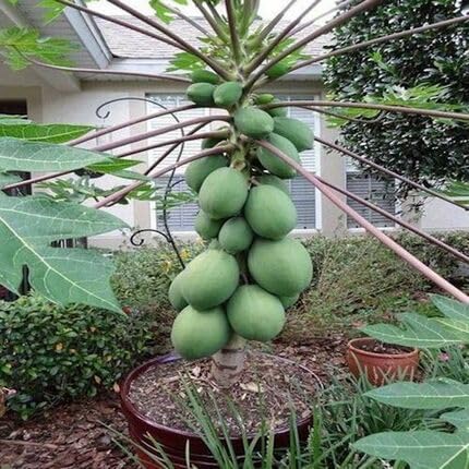 Green Papaya Seeds – Heirloom, Non-GMO, High Germination Organic Garden Seeds
