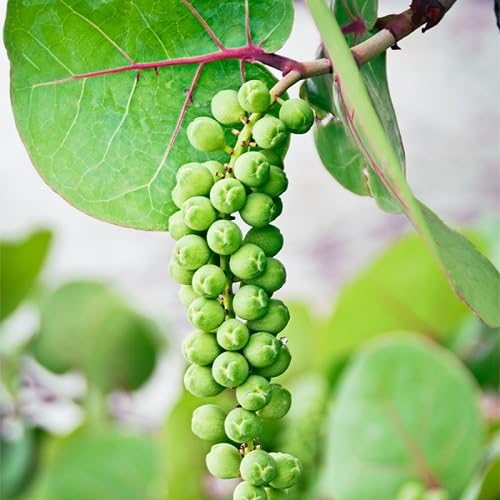 Seagrapes Seeds Green – Heirloom, Non-GMO, High Germination Organic Garden Seeds for Planting
