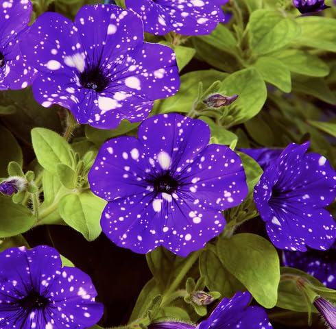 Violet Petunia Flower Seeds – Heirloom Non-GMO High Germination Organic Garden Seeds for Planting