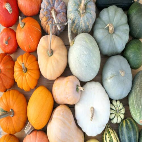 Mixed Pumpkin Seeds – Heirloom, Non-GMO, High Germination Organic Garden Seeds Planting
