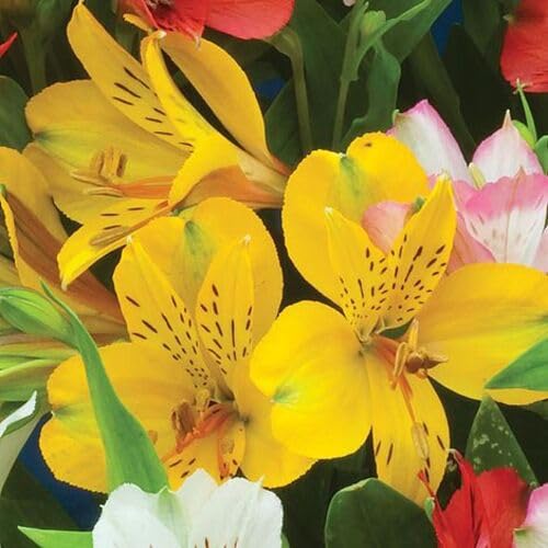 Yellow Alstroemeria Flower Seeds – Heirloom, Non-GMO, High Germination