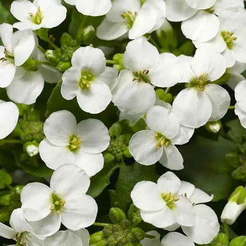 White Cress Flower Seeds – Heirloom, Non-GMO, High Germination Organic Garden Seeds for Planting