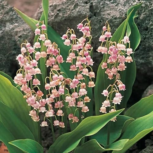 Pink Lily of the Valley Flower Seeds – Seeds for Planting, Heirloom, Non-GMO, High Germination Organic Garden Seeds