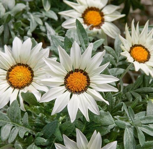 White Gazania Flower Seeds Heirloom Non-GMO High Germination Organic Garden Seeds for Planting