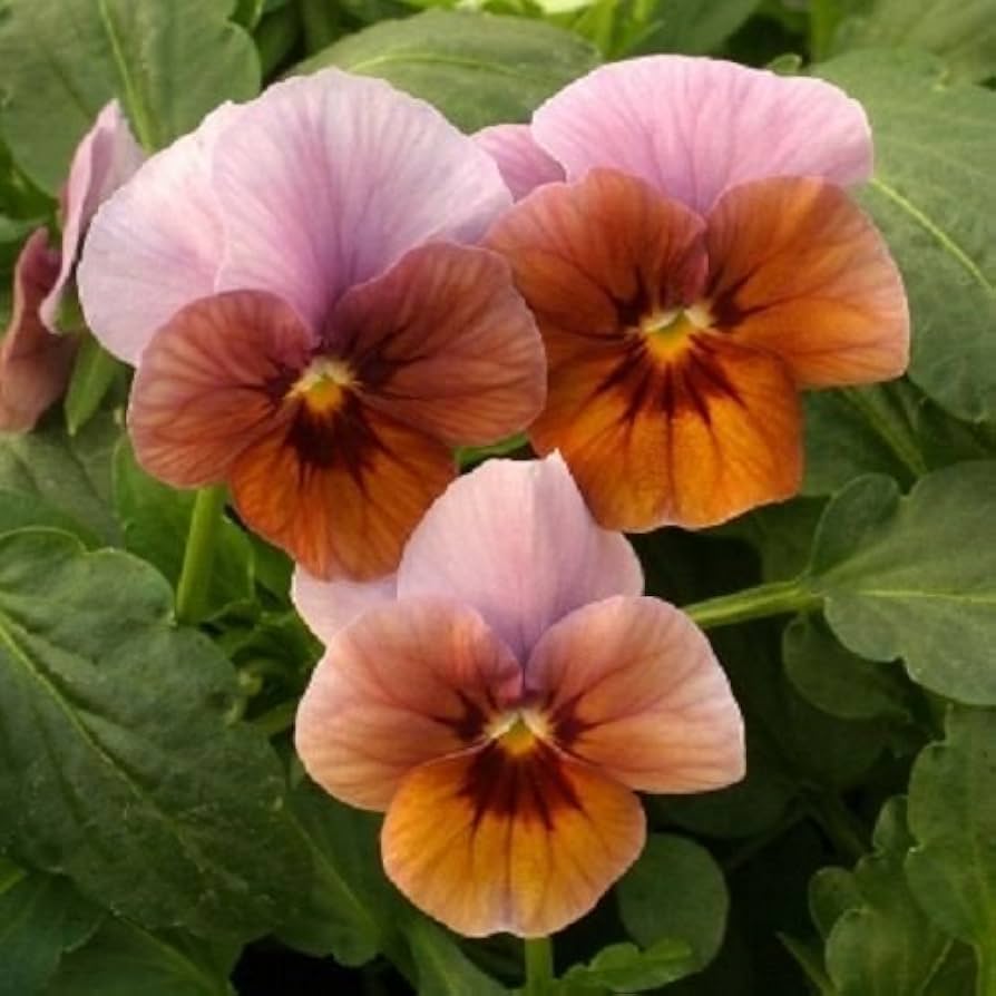 viola engel flower seeds