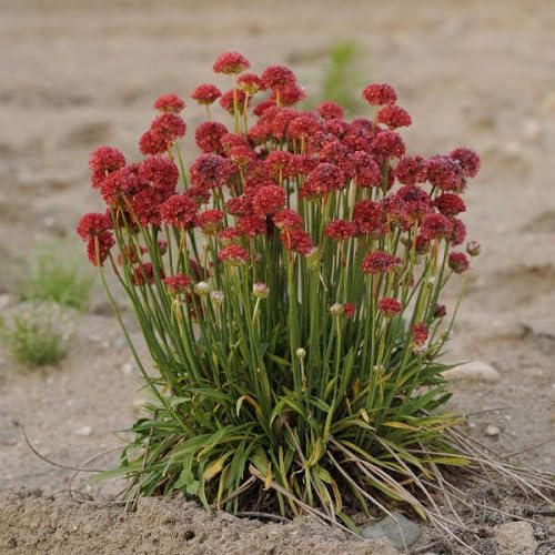 Red Pseudarmeria Flower Seeds Heirloom Non-GMO High Germination Organic Garden Seeds for Planting