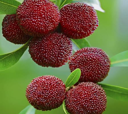 Bayberry Seeds – Heirloom, Non-GMO, High Germination Organic Garden Seeds