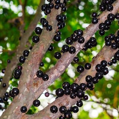 Jaboticaba Seeds – Heirloom, Non-GMO, High Germination Organic Garden Seeds