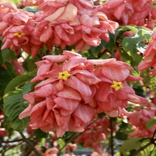 Red Philippica Flower Seeds – Heirloom, Non-GMO, High Germination Organic Garden Seeds for Planting