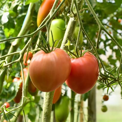 Orange Tomato Seeds – Heirloom, Non-GMO, High Germination Organic Garden Seeds Planting