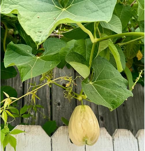 Gelbe Chayote-Samen – Alte Sorte, gentechnikfrei, hohe Keimrate, Bio-Gartensamen zur Pflanzung