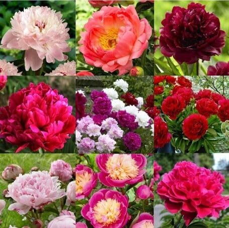 mixed peony flower seeds