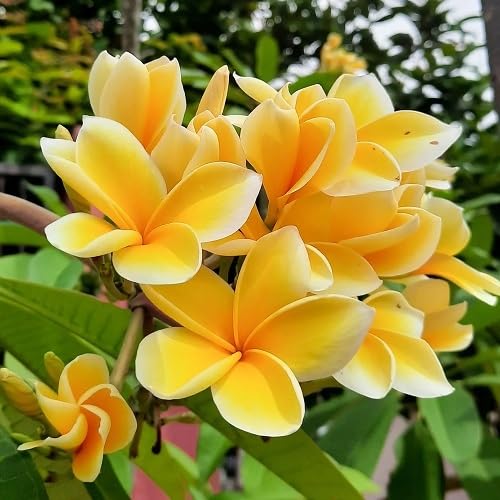 Plumeria Flower Seeds Yellow – Heirloom, Non-GMO, High Germination Organic Garden Seeds for Planting Seeds for Planting