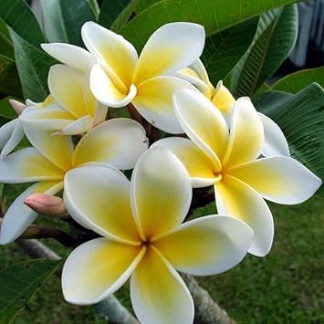 yellowwhiteeggflowerheirloomnongmo flower seeds