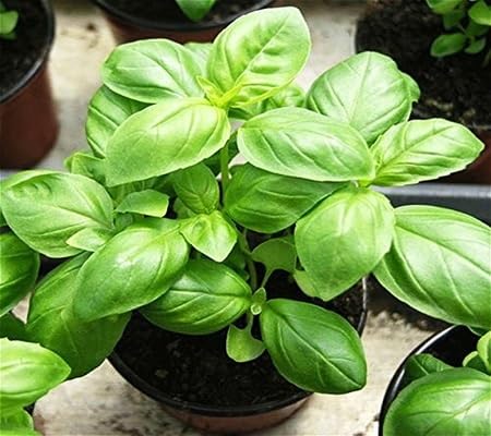 Basil Plant Seeds Heirloom Non-GMO High Germination Organic Garden Seeds for Planting