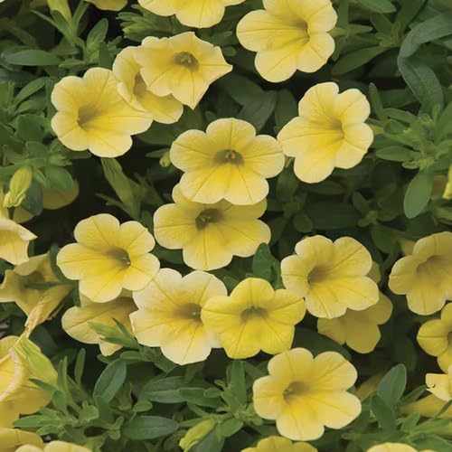 Gelbe Petunien-Blumensamen – Alte Sorte, gentechnikfrei, hohe Keimrate, Bio-Gartensamen zum Pflanzen
