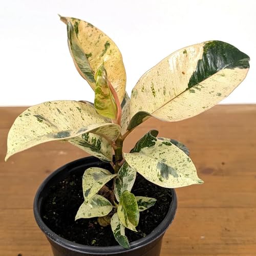 white ficus flower seeds