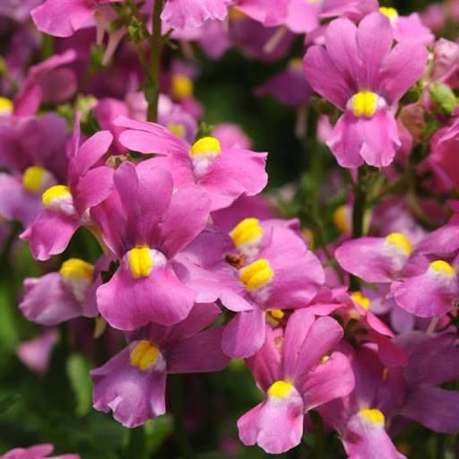 pink nemesia flower seeds