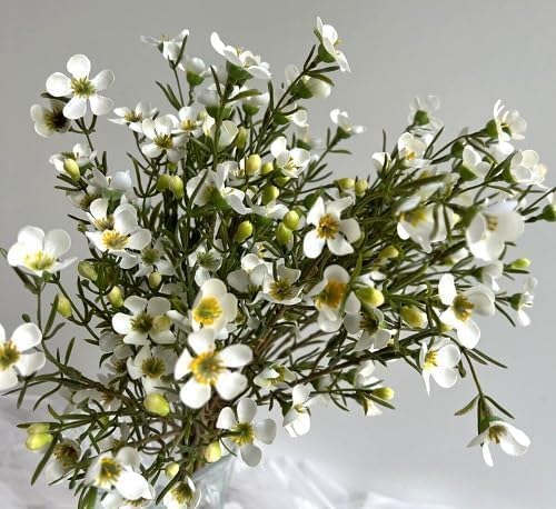 Geraldton Wax Flower Seeds – Heirloom Non-GMO High Germination Organic Garden Seeds for Planting